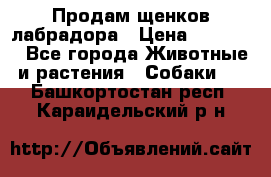 Продам щенков лабрадора › Цена ­ 20 000 - Все города Животные и растения » Собаки   . Башкортостан респ.,Караидельский р-н